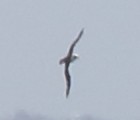 Laysan Albatross - ML140140561