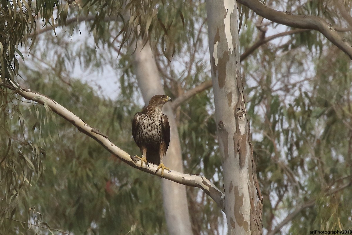 Bonelli's Eagle - ML140140711