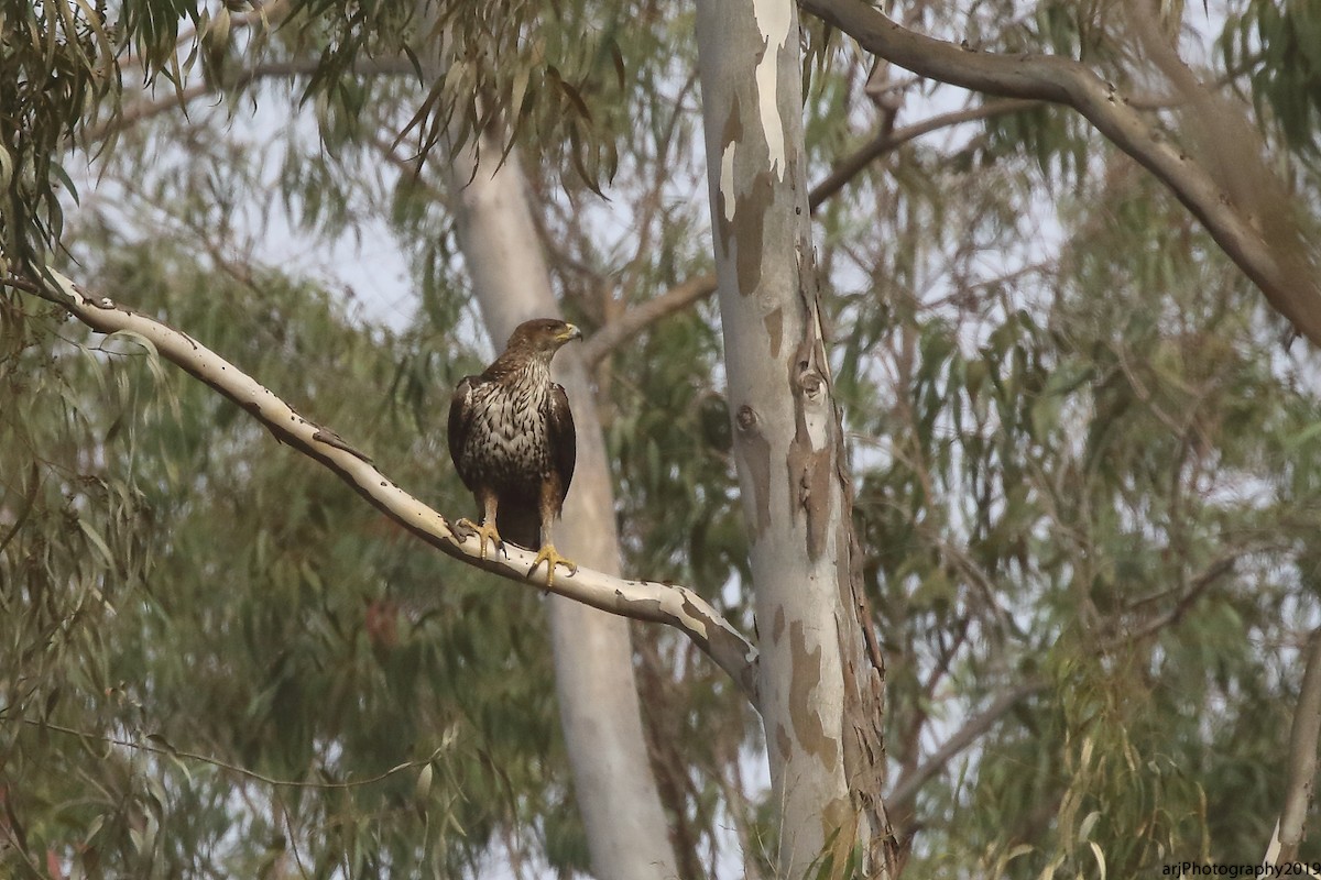 Bonelli's Eagle - ML140140731