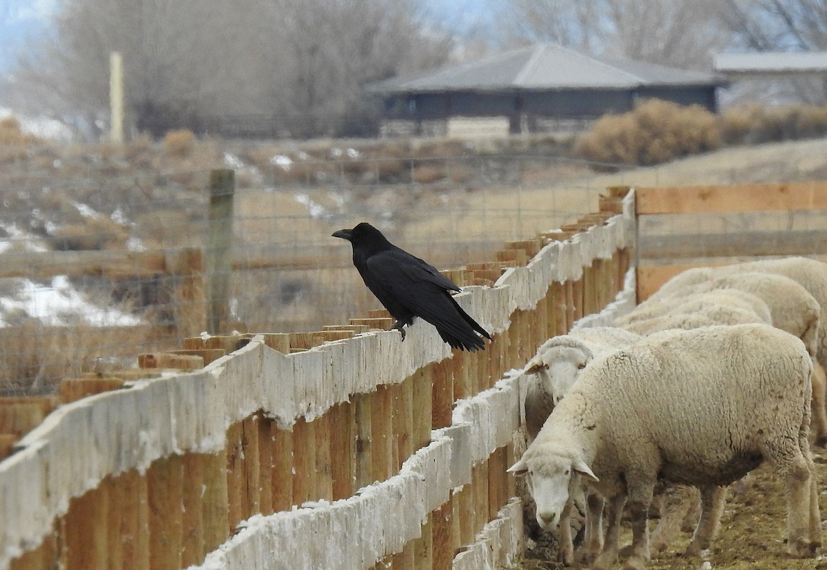 Common Raven - ML140141851