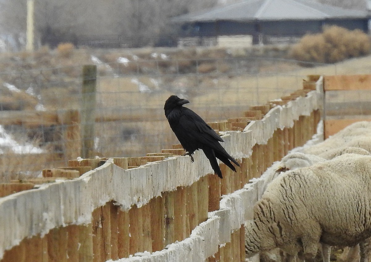 Common Raven - ML140141861