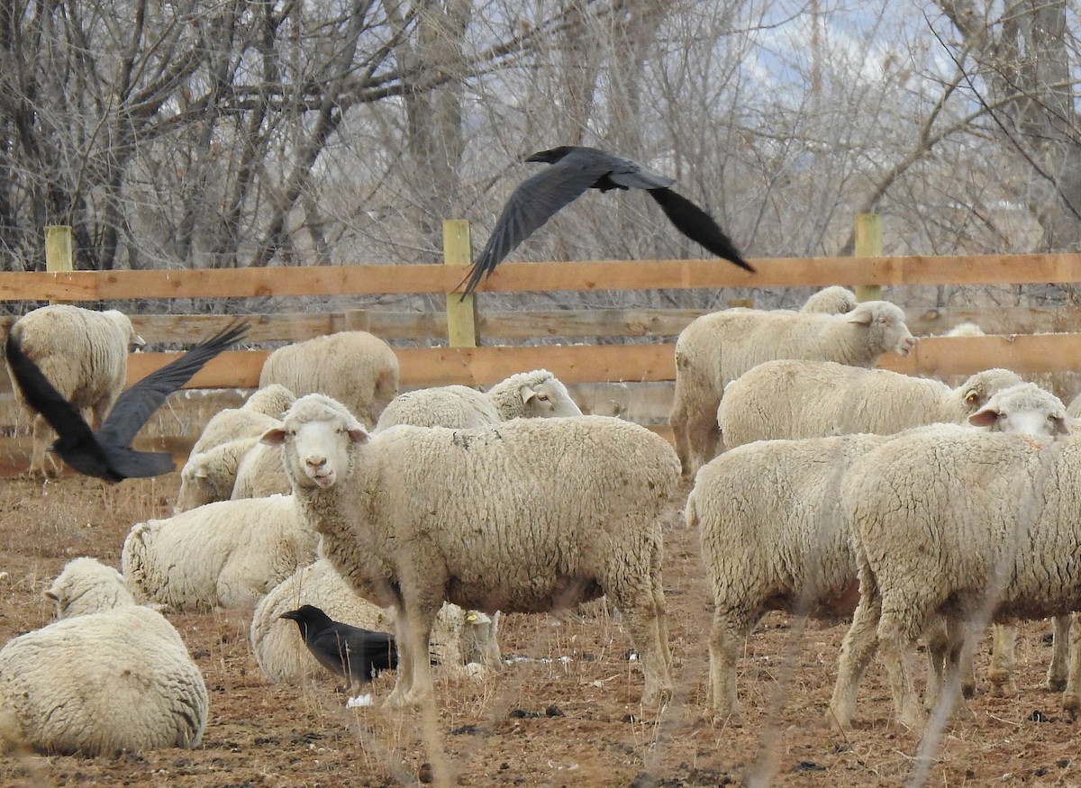 Common Raven - ML140141871