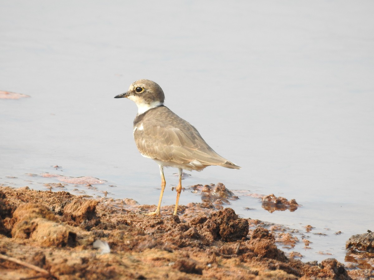 Little Ringed Plover - Afsar Nayakkan