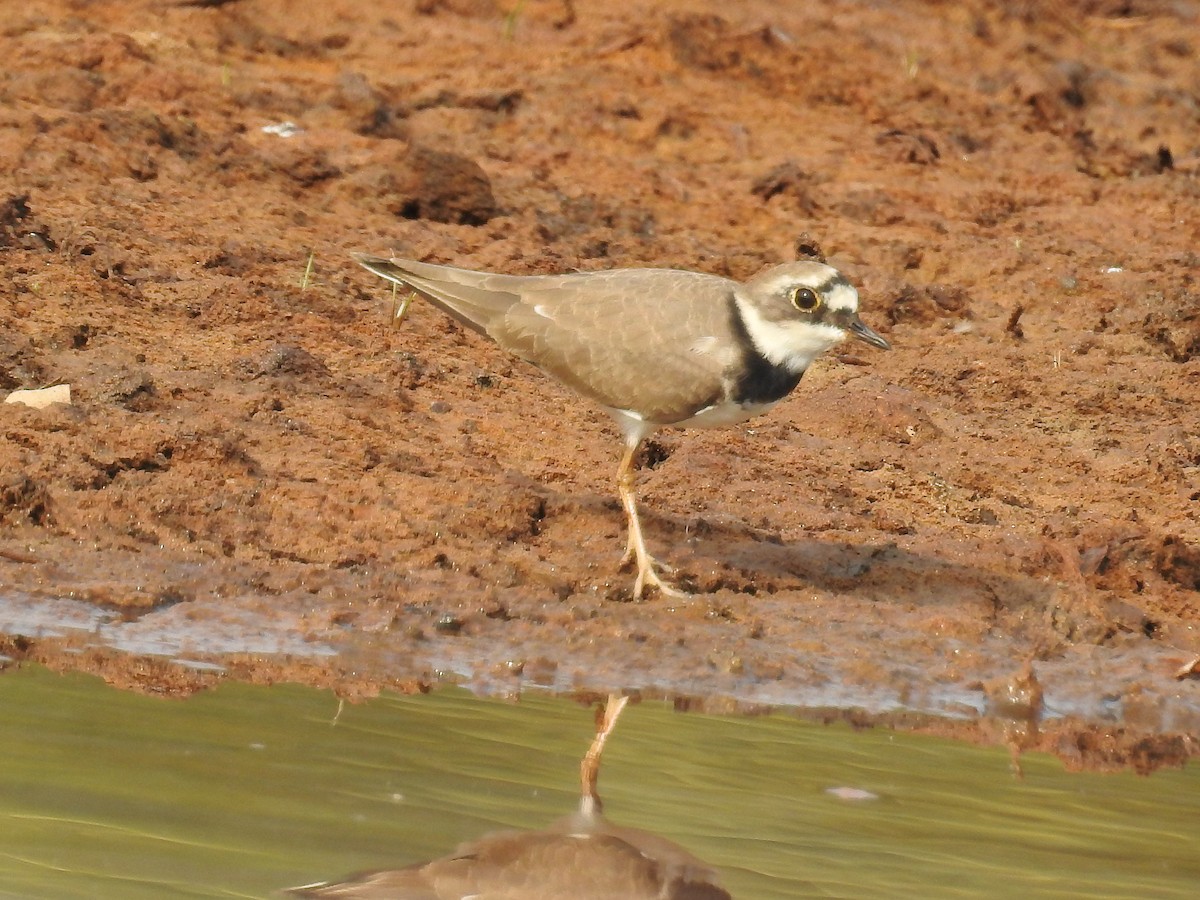 Little Ringed Plover - Afsar Nayakkan