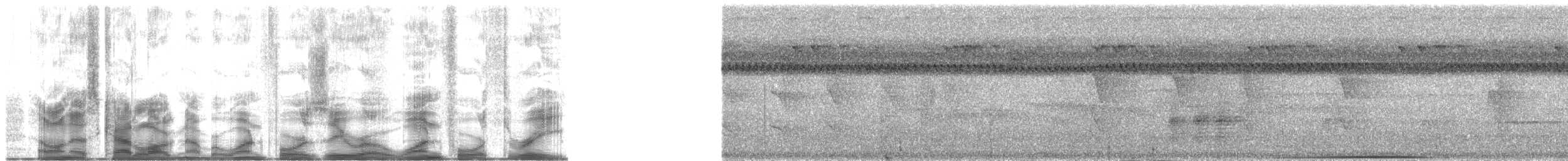 holub angaurský - ML140143