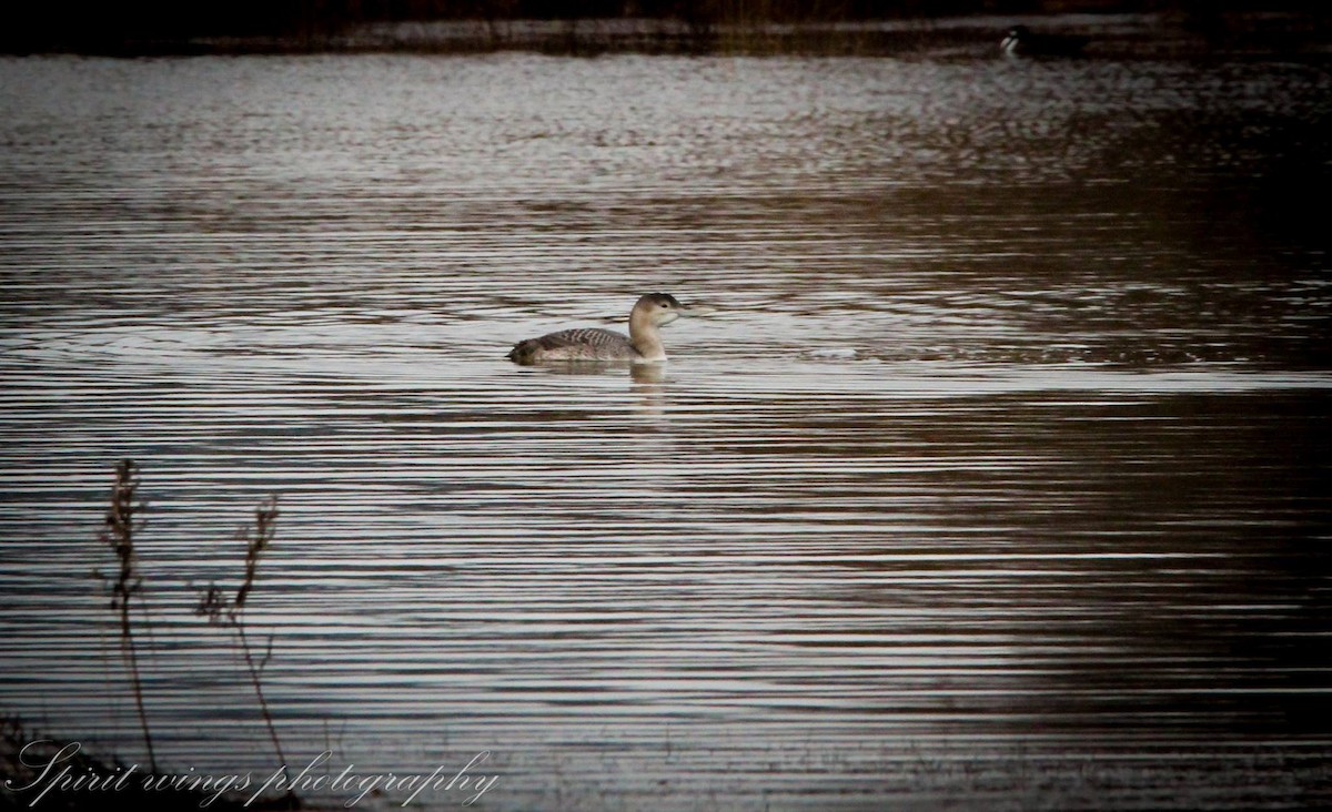 Yellow-billed Loon - ML140143321