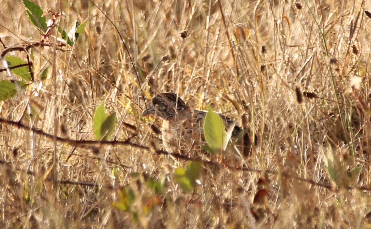 Painted Buttonquail - ML140144141