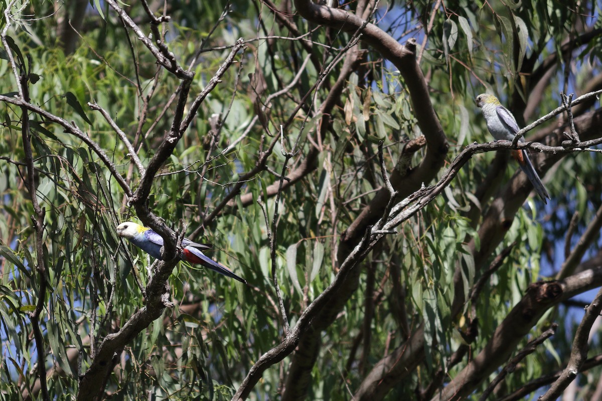 Pale-headed Rosella - ML140144241