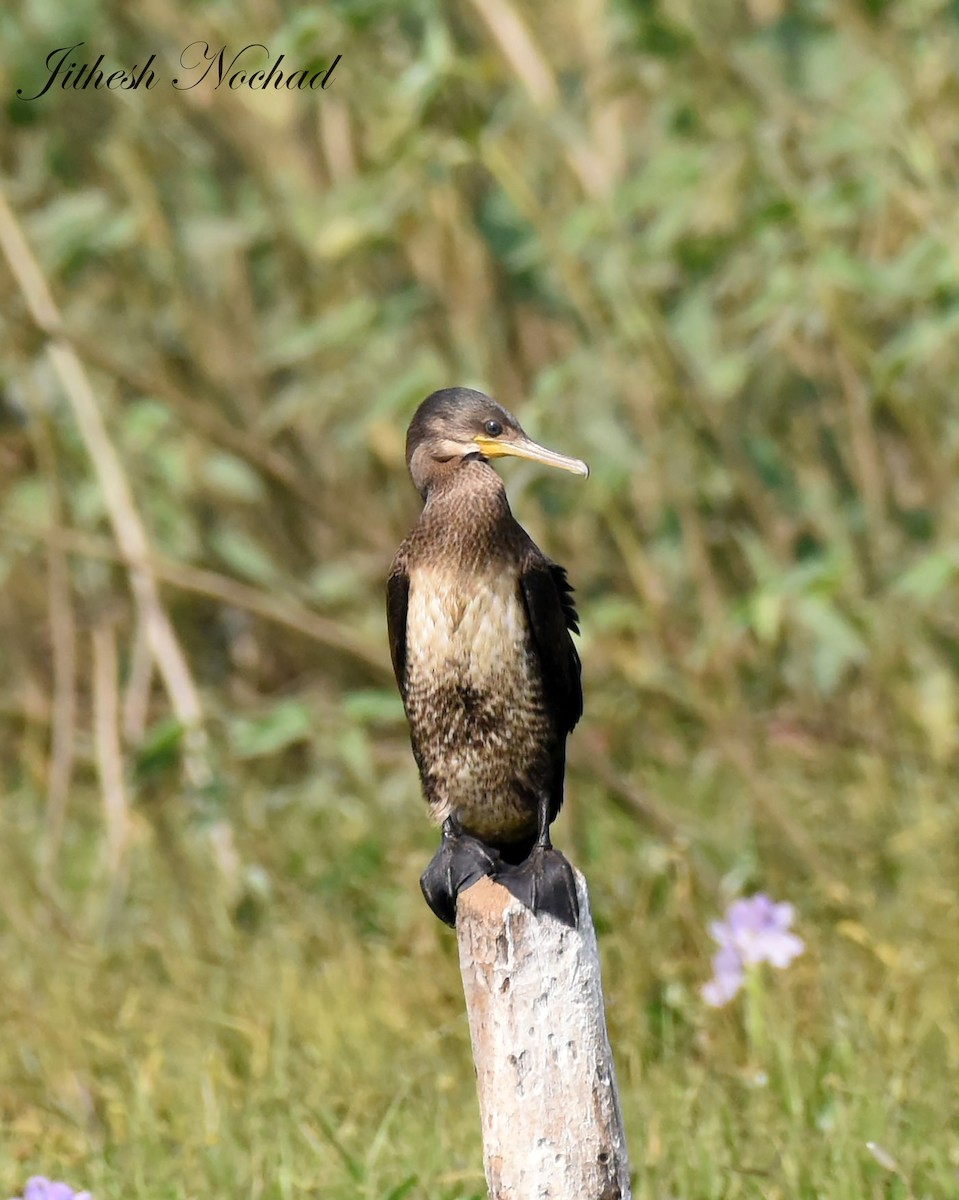 Indian Cormorant - Jithesh  Nochad