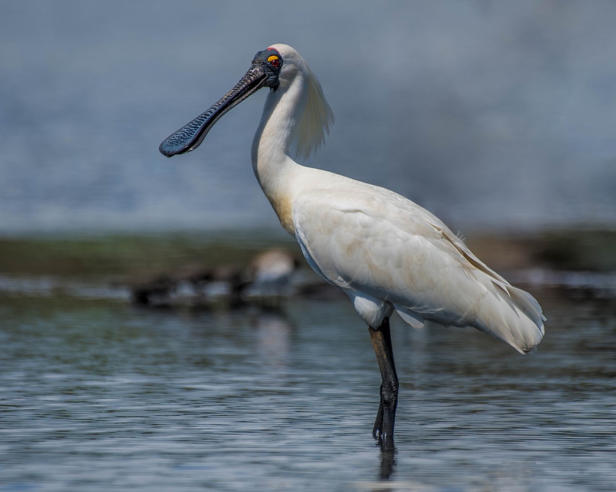 Royal Spoonbill - ML140145641