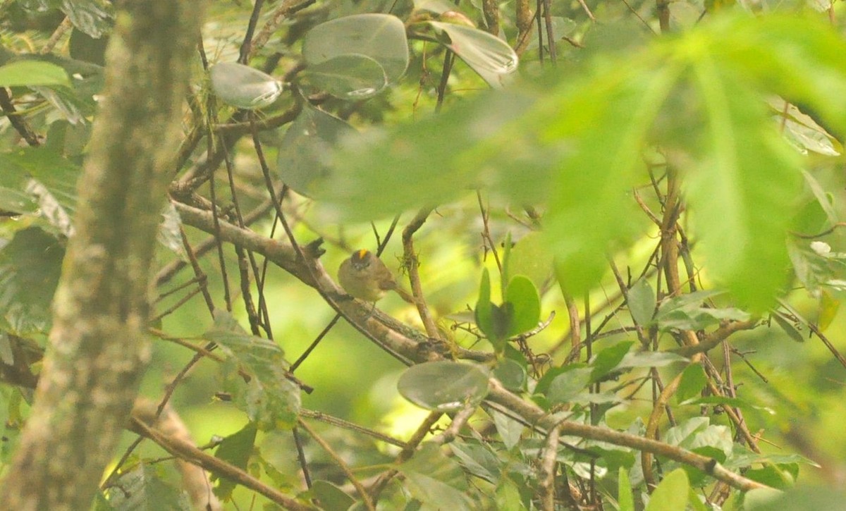 Yellow-crowned Tyrannulet - ML140146211