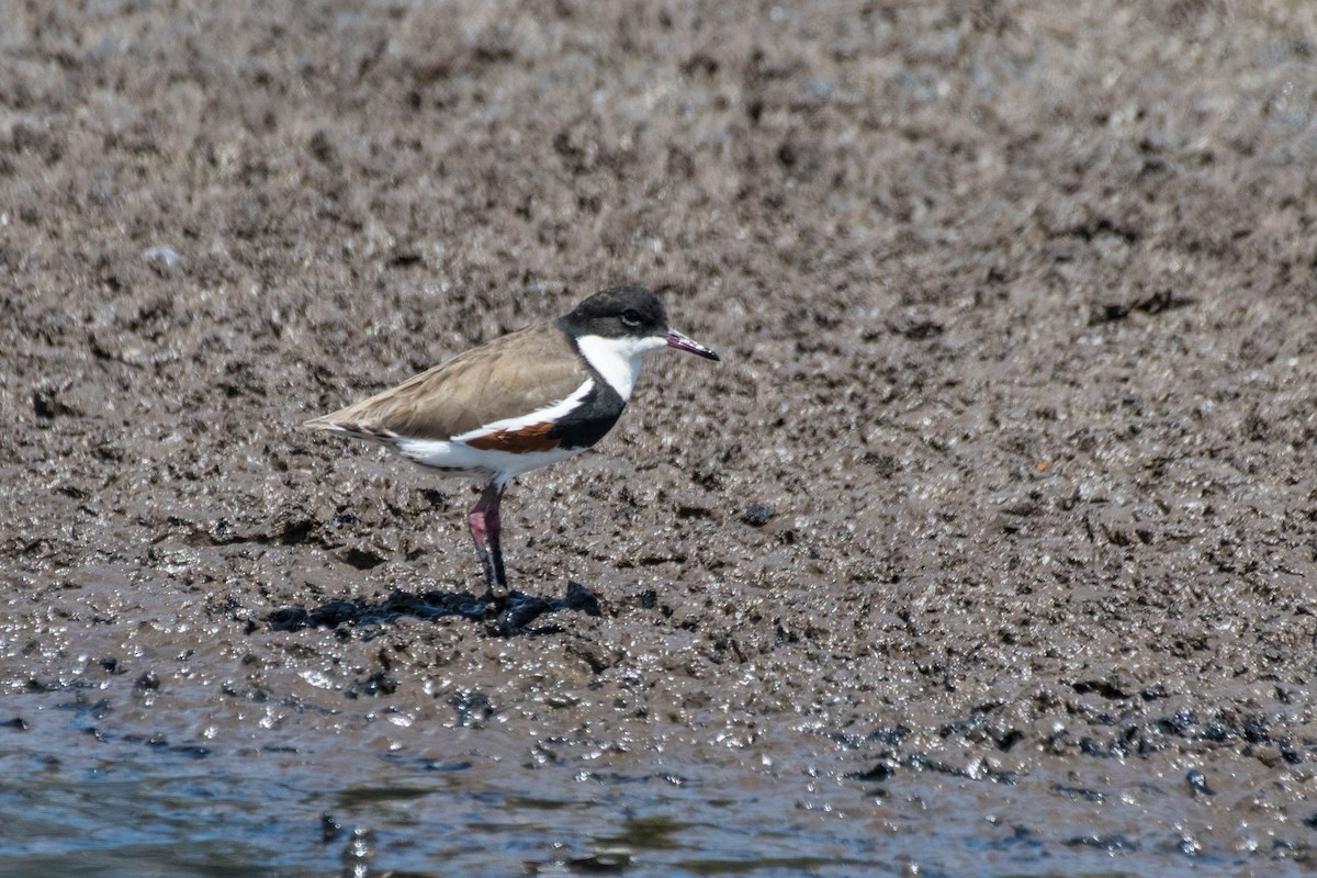 Red-kneed Dotterel - ML140146481