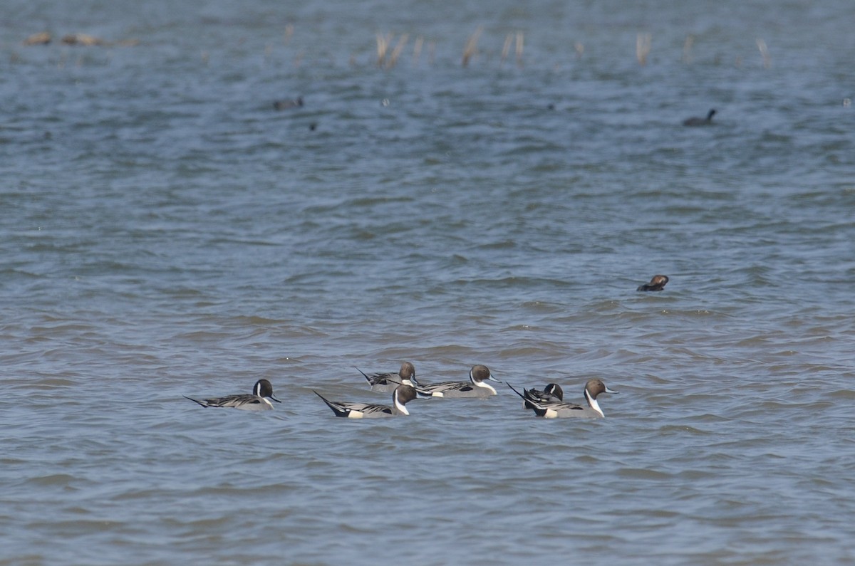 Northern Pintail - ML140149281