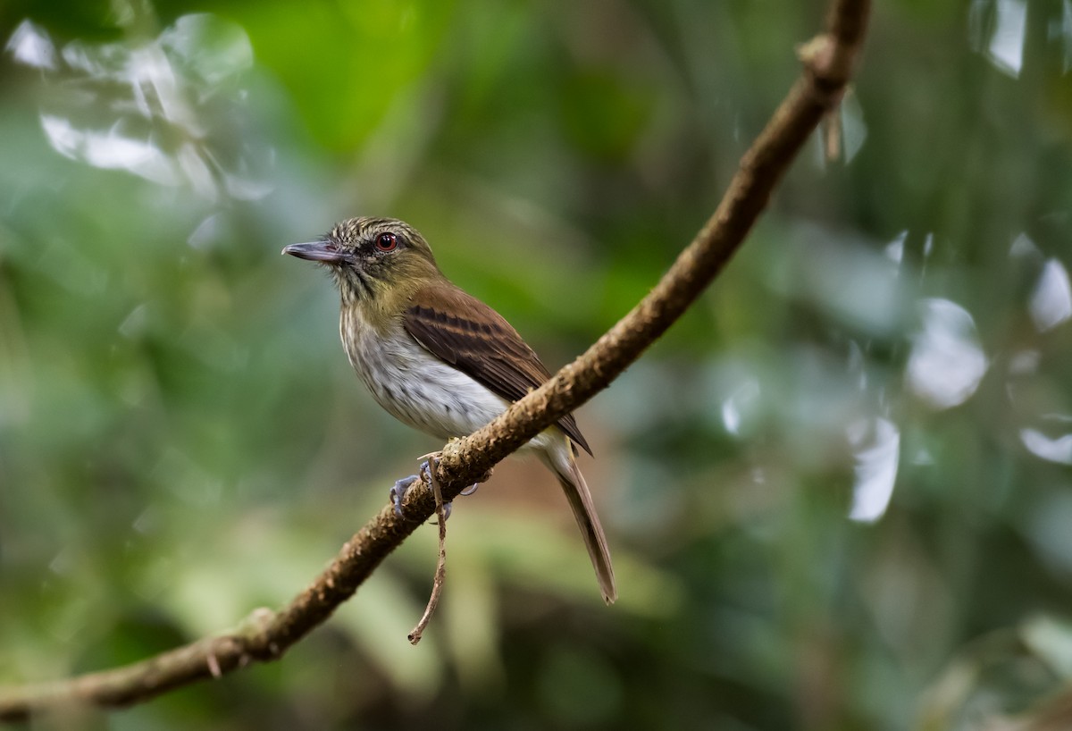 Bright-rumped Attila - ML140149401