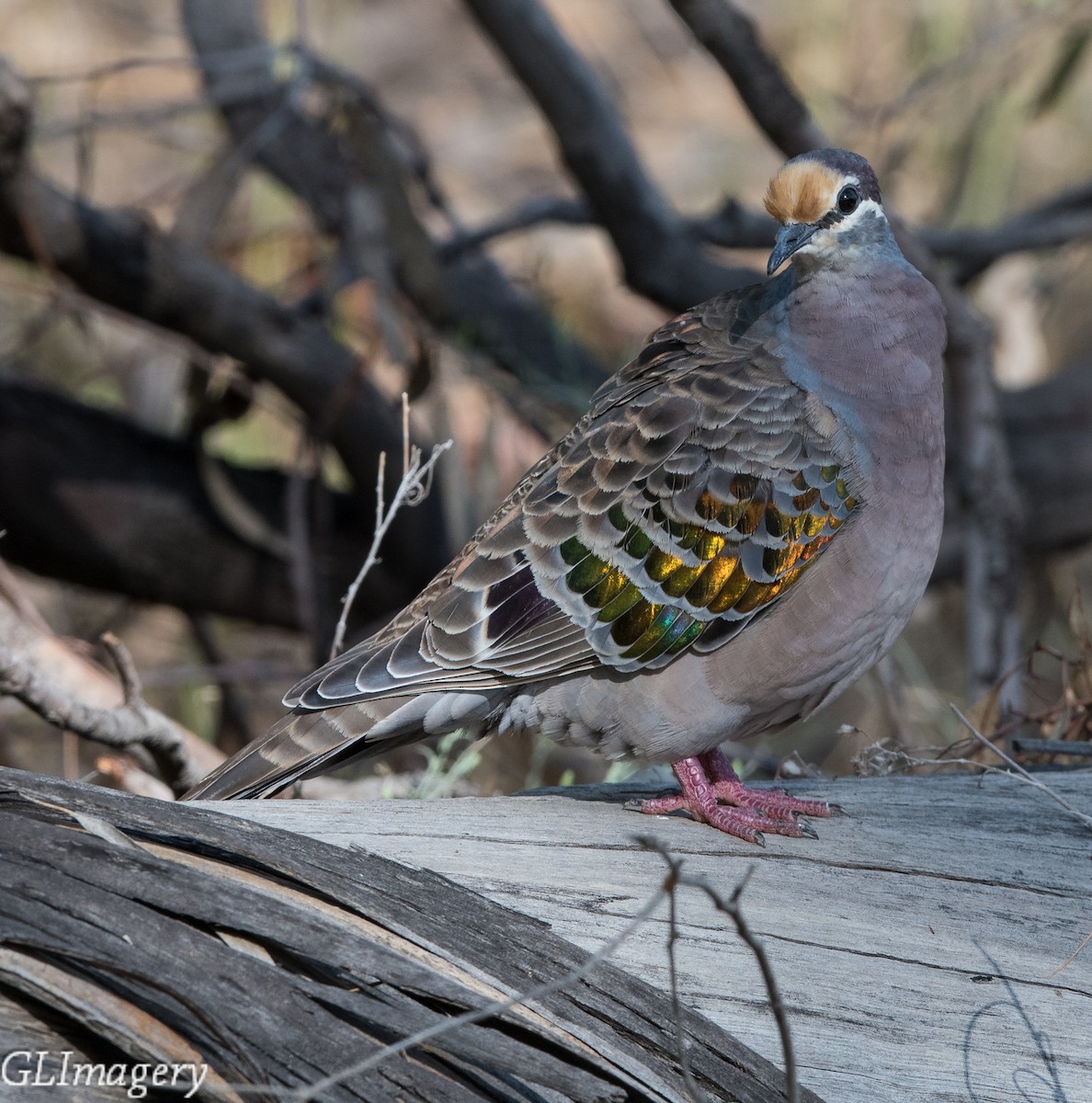 Common Bronzewing - Greg & Jeanette Licence
