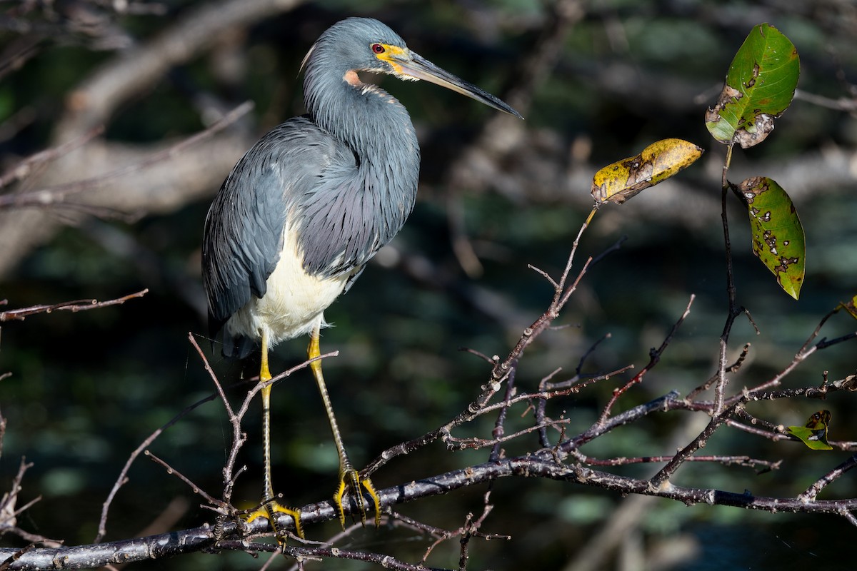 Tricolored Heron - ML140149751