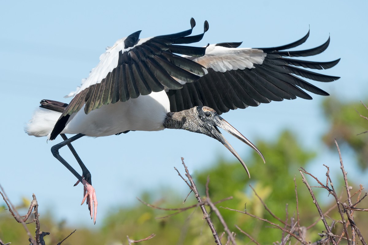 Wood Stork - ML140149761