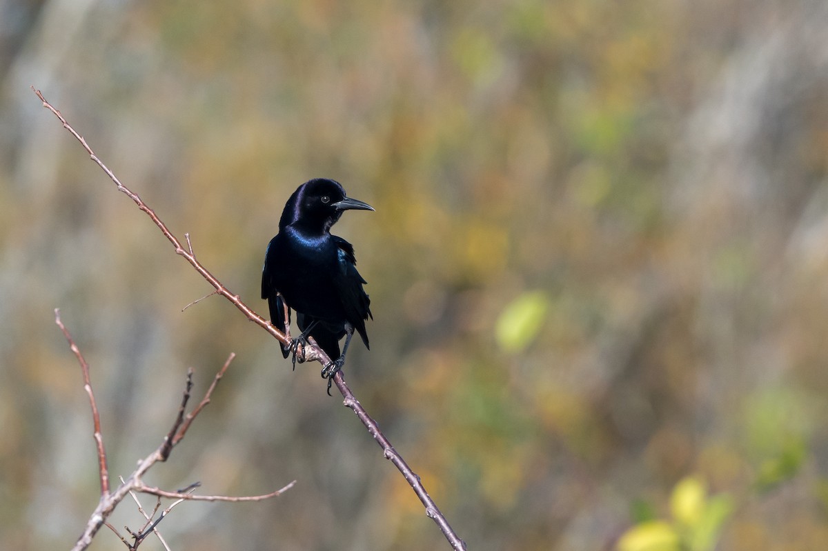 Boat-tailed Grackle - ML140149831