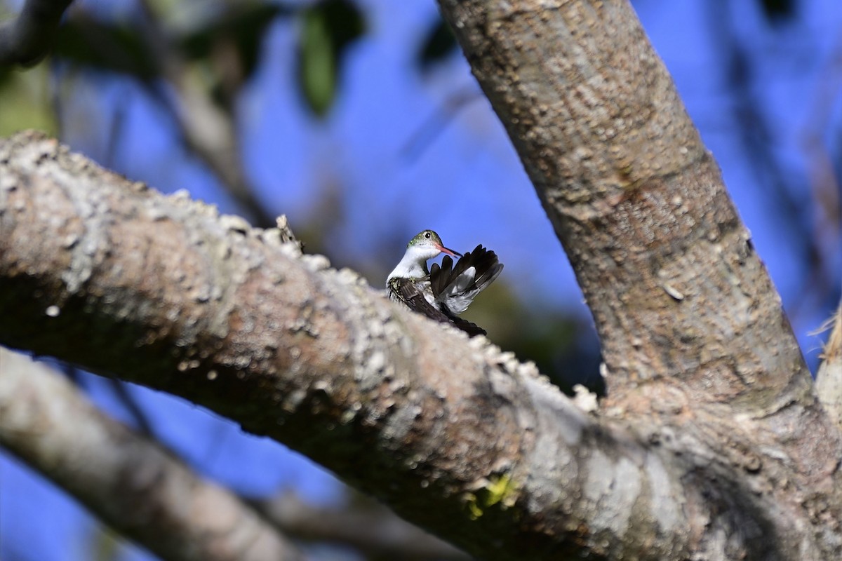 Gabelschwanz-Smaragdkolibri - ML140151351