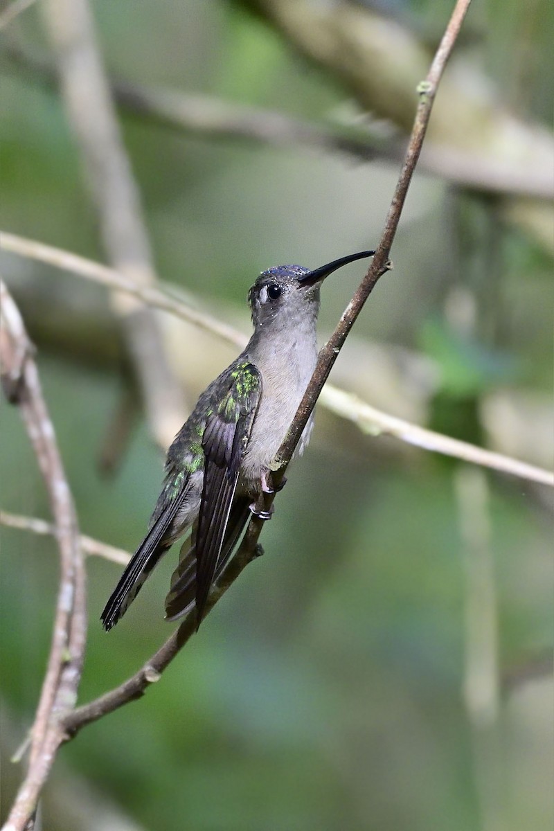 kolibřík klínoocasý - ML140151361