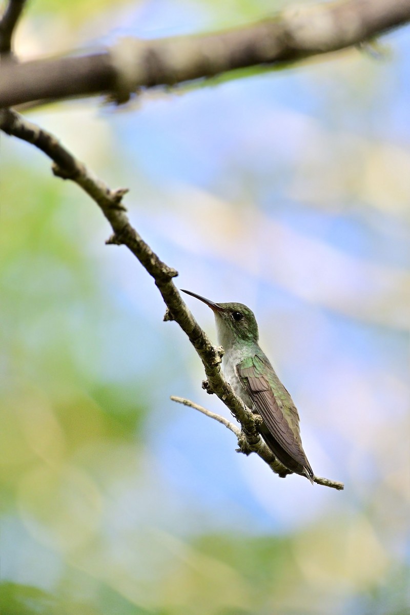 White-bellied Emerald - ML140151381