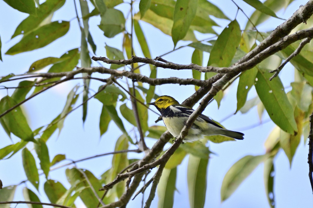 Grünmantel-Waldsänger - ML140151551