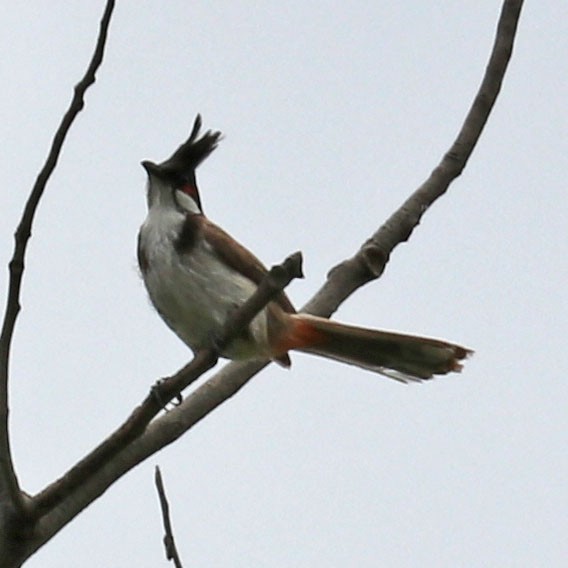 Red-whiskered Bulbul - ML140152301