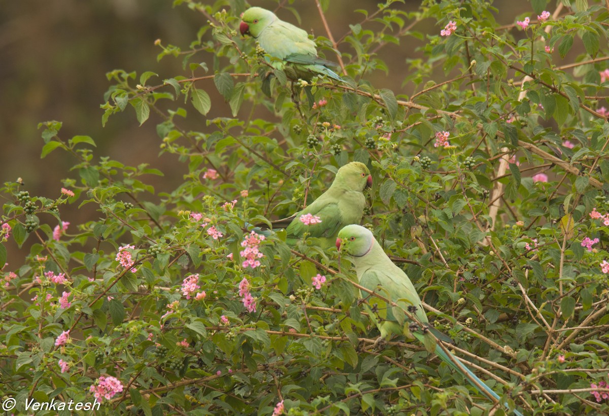 Rose-ringed Parakeet - Venkatesh  R