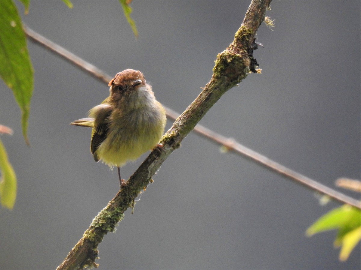 Scale-crested Pygmy-Tyrant - ML140152701