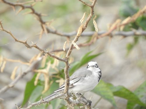 White Wagtail - Partha sarathy