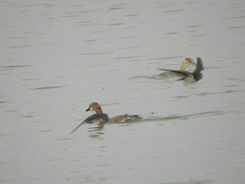 Little Grebe - ML140153011