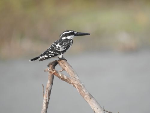 Pied Kingfisher - ML140153051