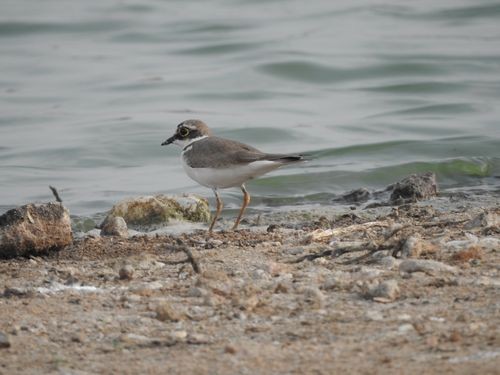 Little Ringed Plover - Partha sarathy