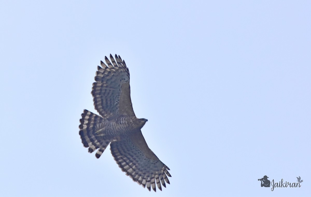 Águila de Ceilán - ML140153131