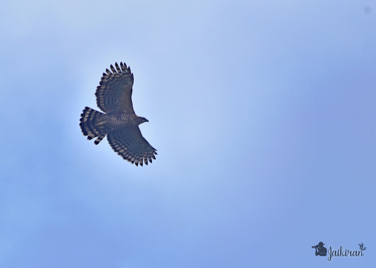 Águila de Ceilán - ML140153141