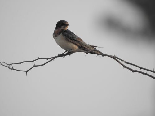 Barn Swallow - Partha sarathy