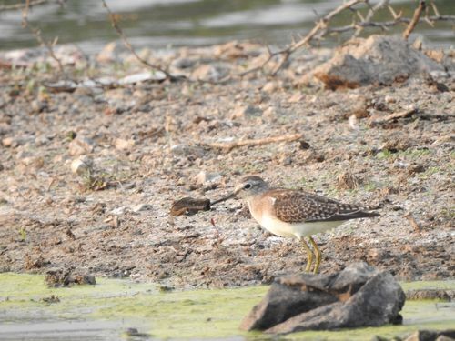 Wood Sandpiper - ML140153161