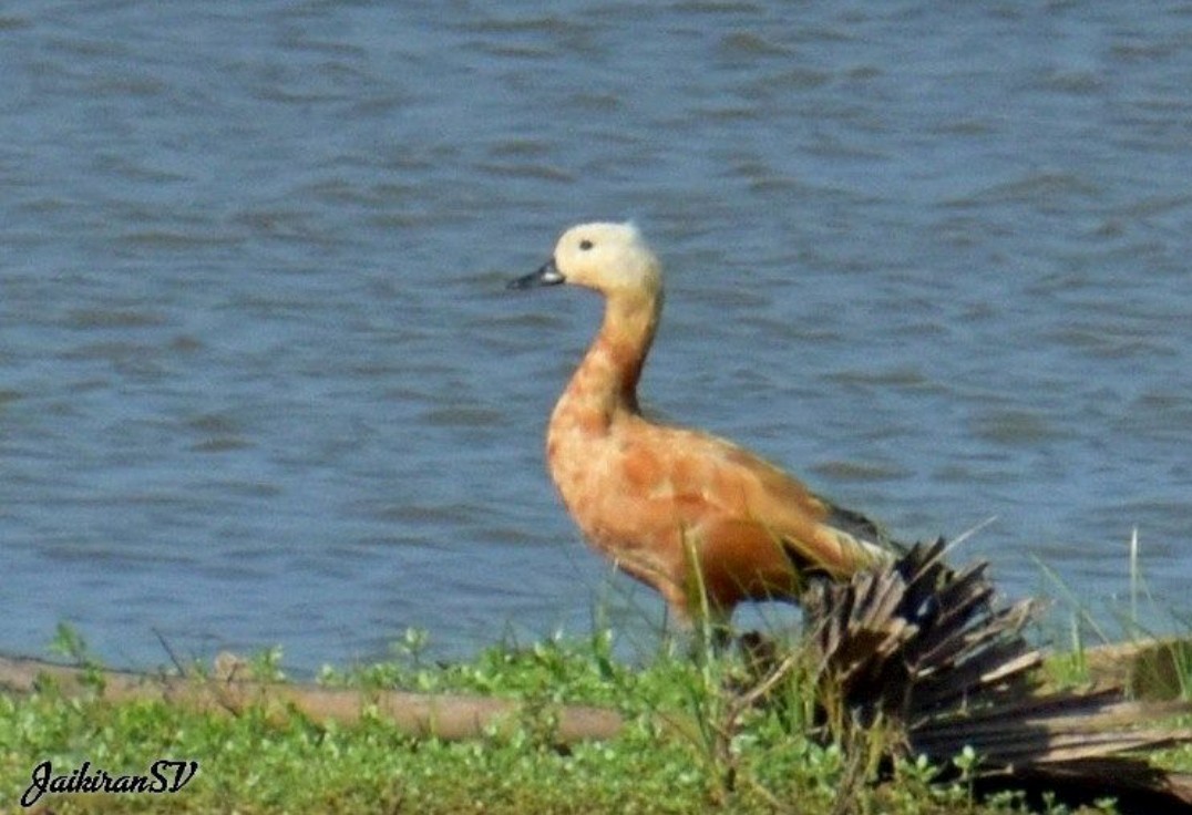 瀆鳧 - ML140153471