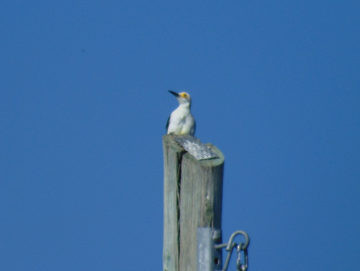 Carpintero Blanco - ML140154021