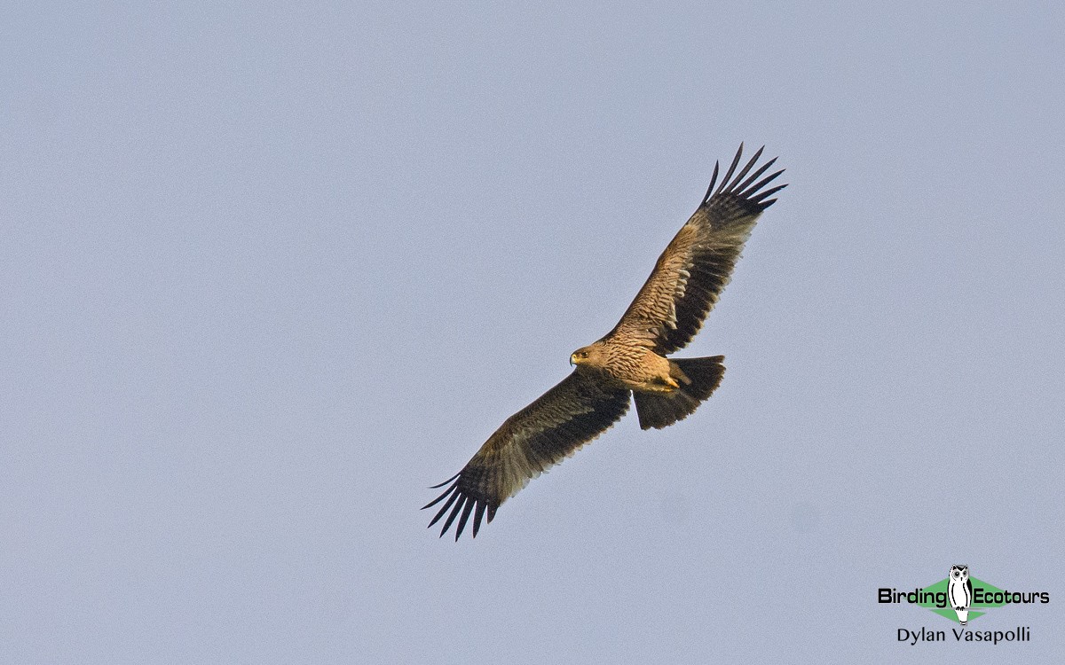 Águila Imperial Oriental - ML140154261