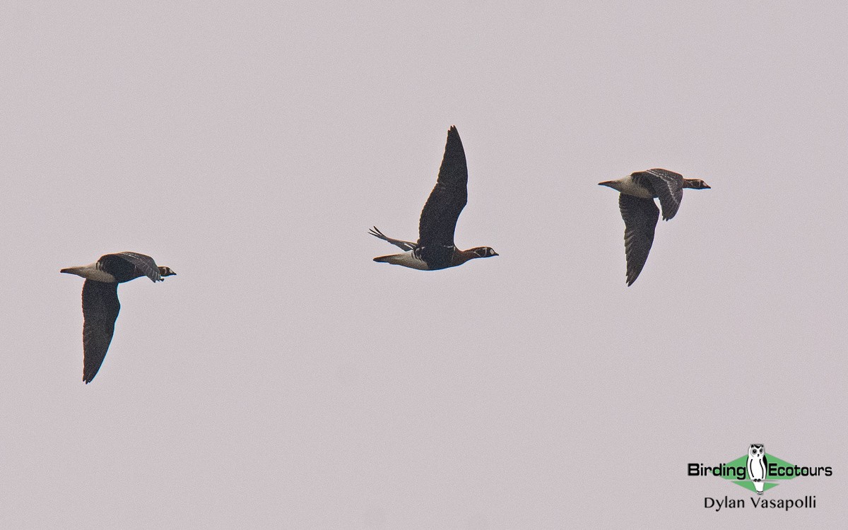 Казарка червоновола - ML140154551