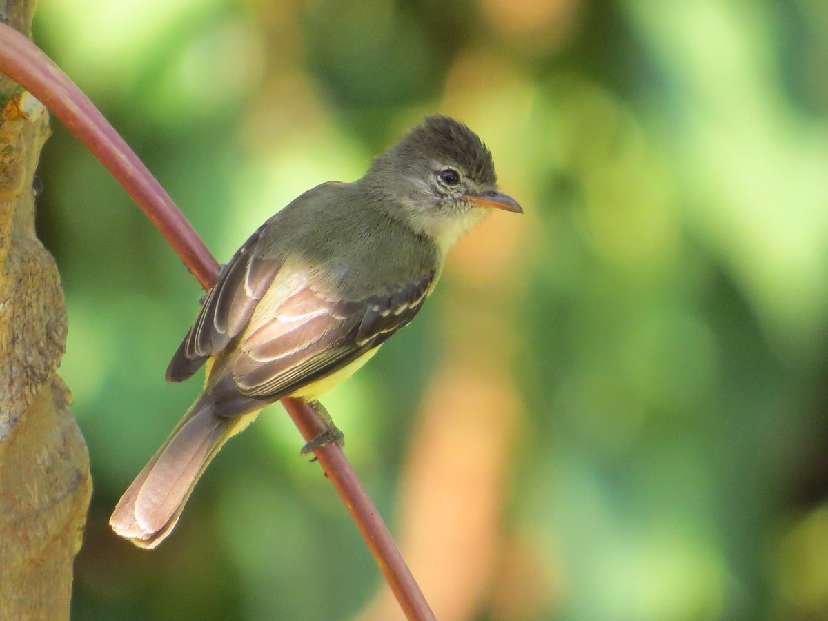 Southern Beardless-Tyrannulet - ML140154631