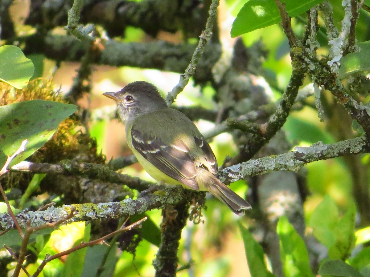 Southern Beardless-Tyrannulet - ML140154641