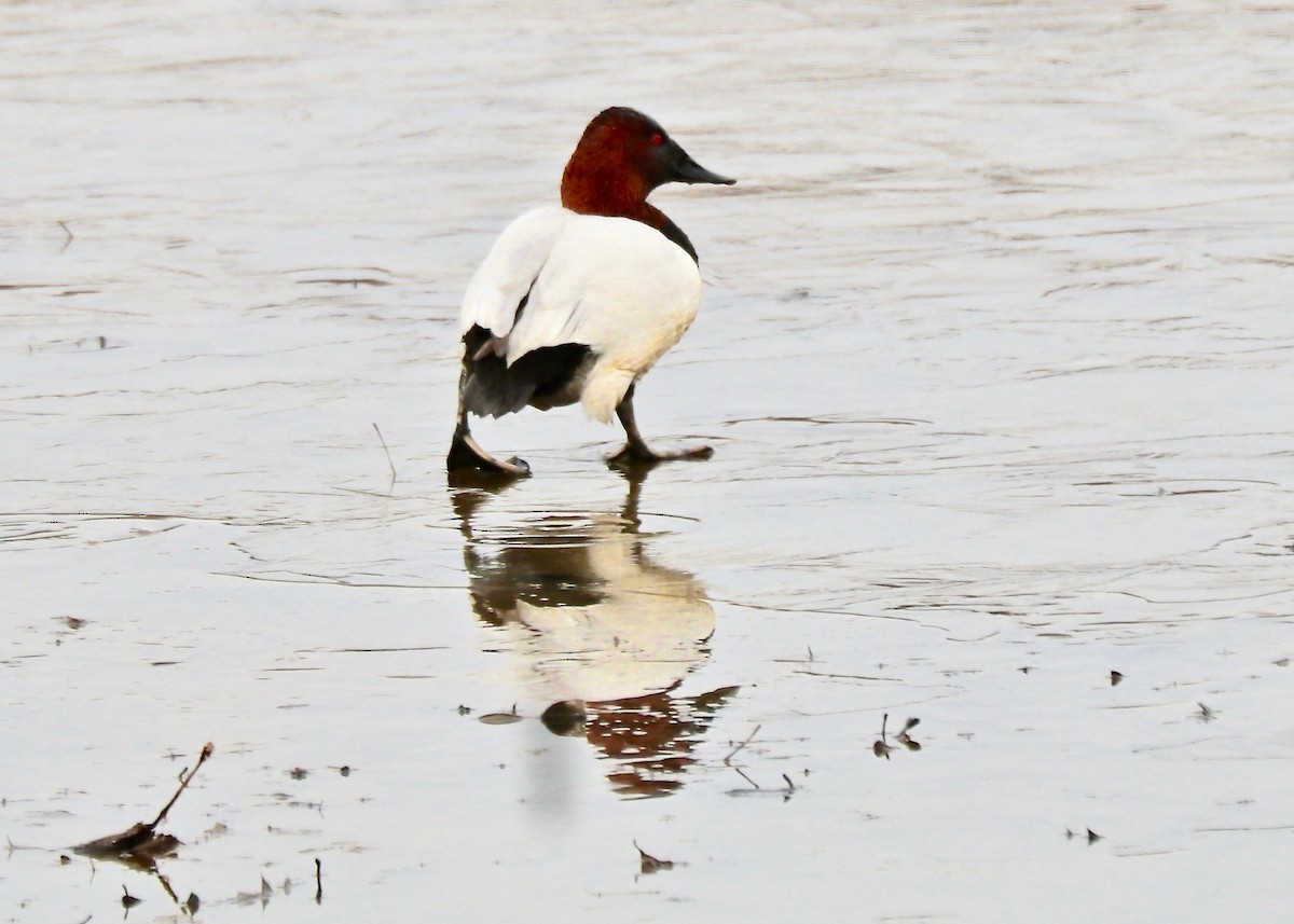 Canvasback - ML140155251