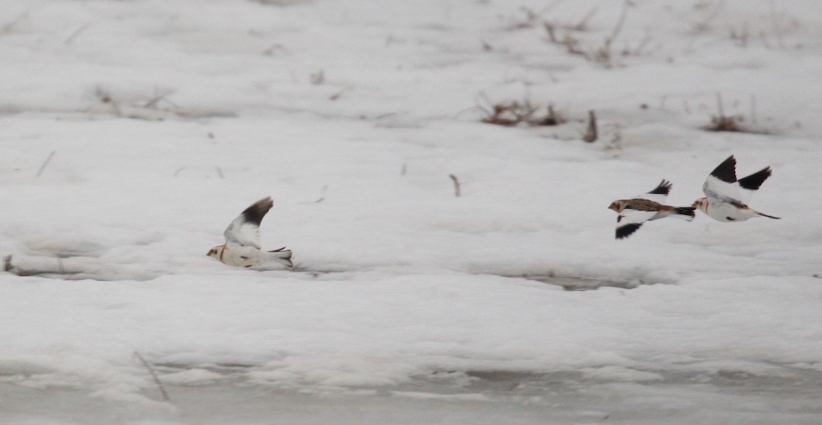 Snow Bunting - ML140155271