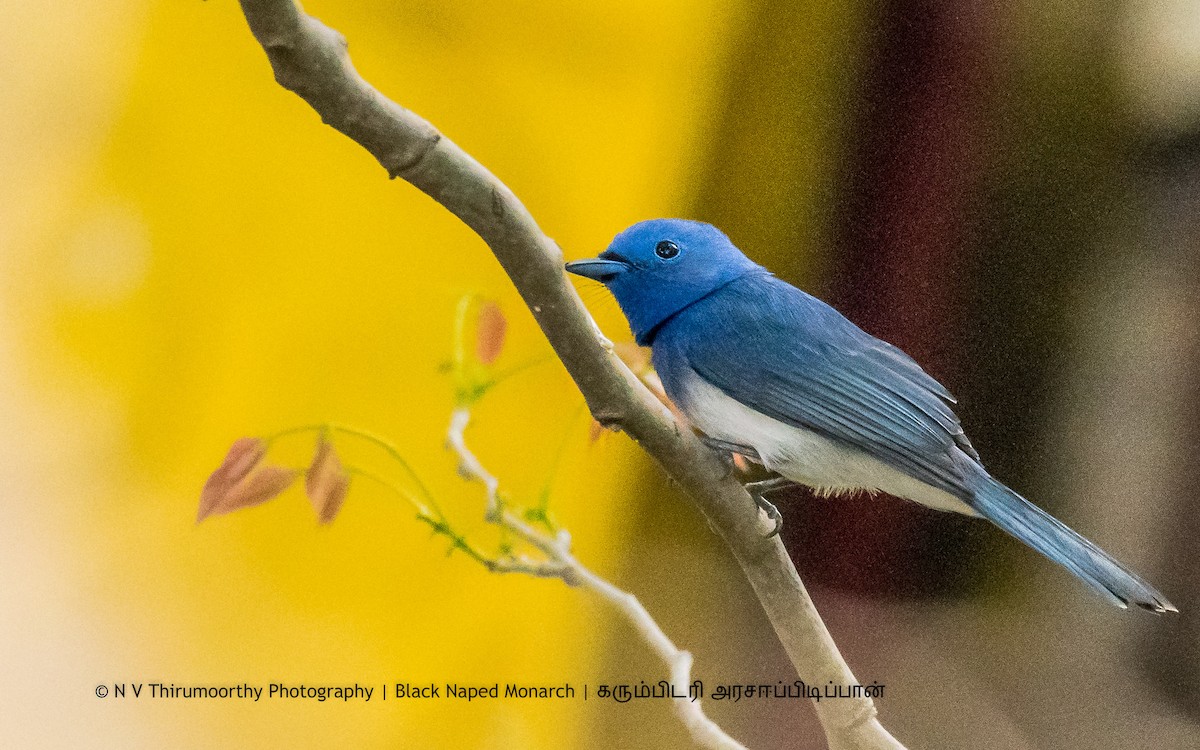 Black-naped Monarch - THIRUMOORTHY N V