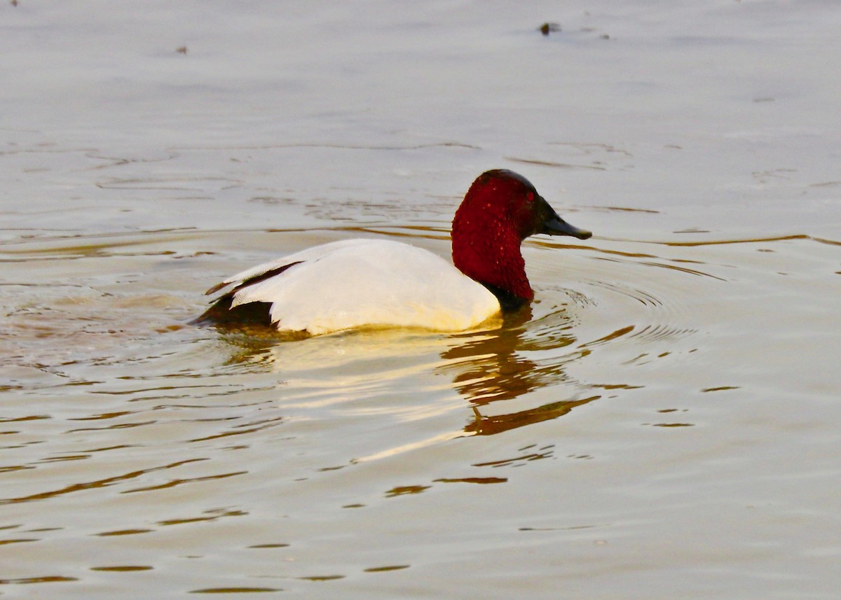 Canvasback - ML140155471