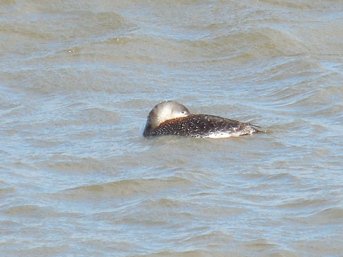 Red-throated Loon - Derek Green