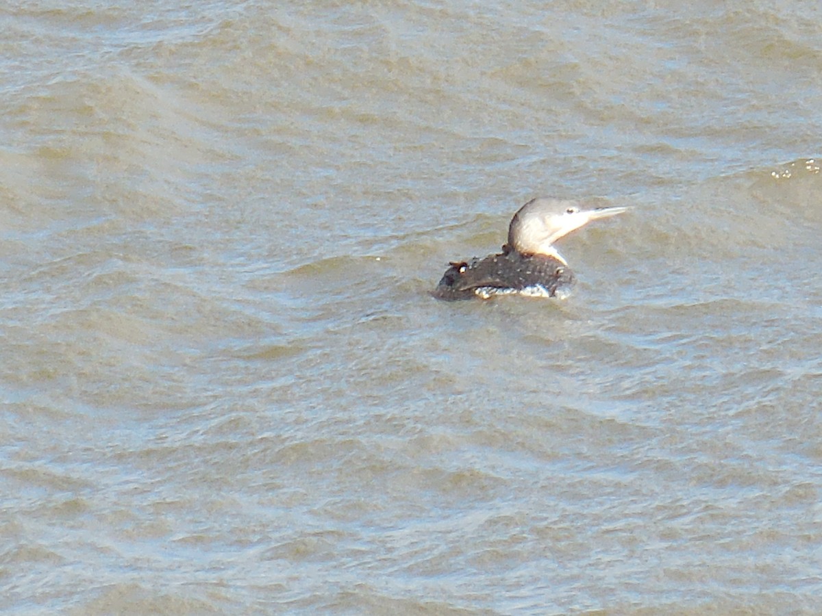 Red-throated Loon - Derek Green