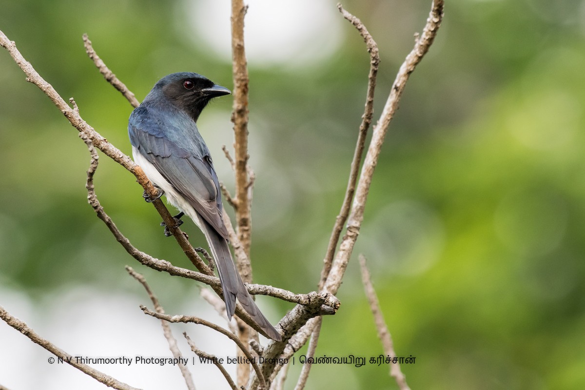 White-bellied Drongo - ML140155981